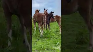che belli i puledri