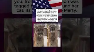 The Lion and the Cat