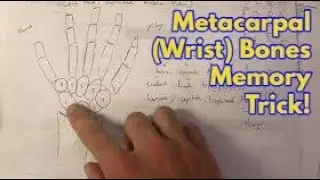 Quick trick to remember the wrist (metacarpal) bones