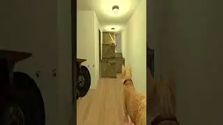 Anya Nextbot Is Chasing My Cat Down This Hallway&hellip; It Got Way Too Close 😱🐱