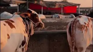 SR Cattle Farm Mini Tour
