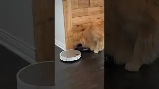 animal love😍😍😍😍😍#animals#cute#views#viral#subscribe