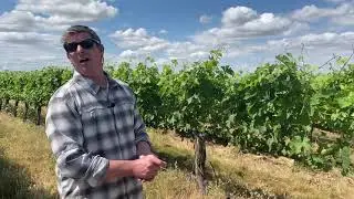 Vineyard Education Series - S2E3.1 - Vineyard Differences