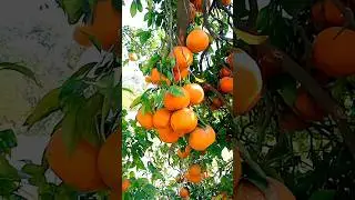 orange farming 🍊🍊|orange farming of Pakistan 🍊|kinnow plants|amazing fruits #farms #fruits #kinnow