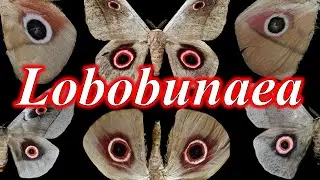 【閲覧注意】Lobobunaea属のヤママユガ　紹介・解説 【ずんだもん解説】