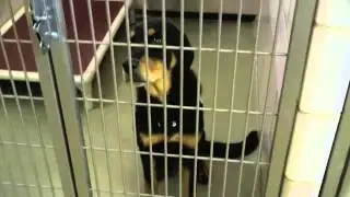 Cuyahoga County Animal SHelter 11 28 12