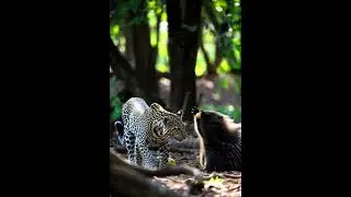 Leopard Regrets Attacking a Porcupine!#wildlife #animals #shorts