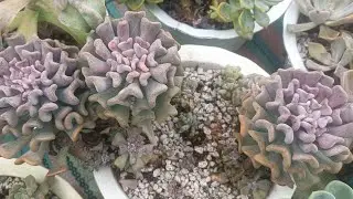 Rain Or Shine Succulent Update!