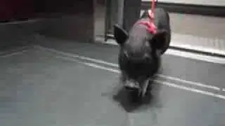 Pig In Brooklyn