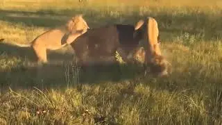 Old MacDonald Had A Farm |ry Rhymes Songs With Farm animals are transformed intowidlife