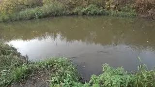Бобер или ондатра? Или выхухоль? Что за зверушка!?