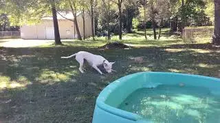 Cute Pitbull puppy playing with toy