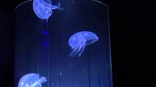 Jellyfish Art Nano 2 Gallon Jellyfish Aquarium