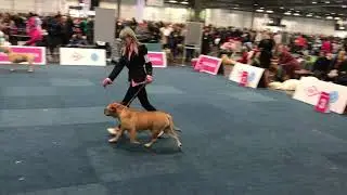 WORLD DOG SHOW 2017 Cadebou Female champion