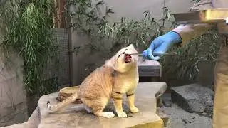 🐱⏳Sand Cat Feeding Time! 😋~ San Diego Zoo Safari Park ~ 2/21/2021