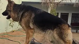 🦍 My long coat gsd inteligent female