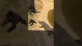 #viral #fyp #gorilla #crocodile #wildlife