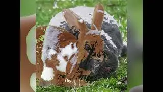 Die Hasen Freunde 🐰
