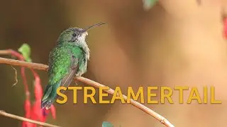Red-billed Streamertail (Female)