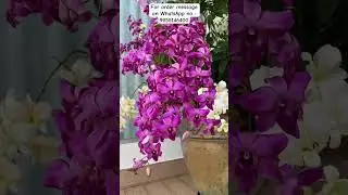 Buy Rare Orchid Plant Online #orchid #flowers #plants #gardening #buyplants #orchidcare #dendrobium