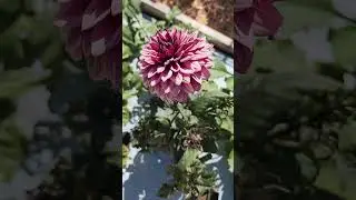 How I Grow Incredible Dahlias in 100&deg;F Heat! | Flowers 4 Revelry Zone 9b Shade Cloth + Biofilm Tips