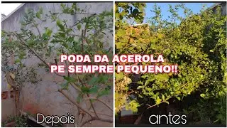 COMO PODAR ACEROLA de FORMA CORRETA/PODA da acerola Passo  Passo/COMO TER PE DE FRUTA SEMPRE PEQUENO