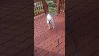 The Dog Pee Face, weak version