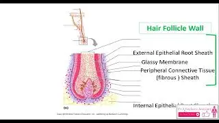 Anatomy/Histology of the hair follicle wall and hair root