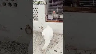 #citybirds #aseel #birds