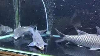 Ikan kelah biru