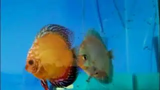 ACAR&Aacute; DISCO Casal om alevinos (SYMPHYSODON AEQUIFASCIATUS) DISCUS FISH, AQUARISMO PEIXE DE &Aacute;GUA DOCE
