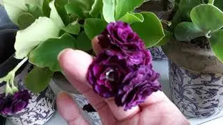 Arrival of my new Primula auricula plants