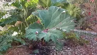 Gunera (Gunnera manicata), Botanični vrt Graz, Avstrija