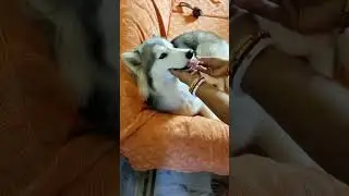 #husky #huskyworldwide #doglover #pupieshusky #dogowner #huskydoglovers #petowner #pets #huskyowner