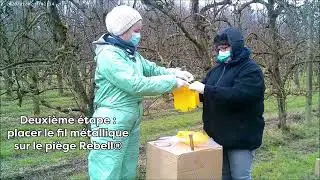 La mise en place d'un pi&egrave;ge Rebell&reg; jaune sur poirier : la technique en image