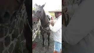 Frenos que ya nadie conoce y poco se usan. El Zacatecano o De Argolla