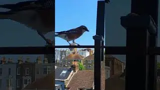 Jay Bird Snatches a Tasty Swedish Meatball / Balcony Bird Table