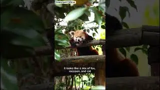 Red Panda &ndash; Si Imut dari Hutan Himalaya 🐾 | Hewan Lucu & Langka #shorts
