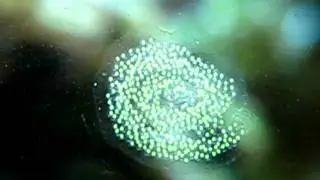 Oxynoe eggs