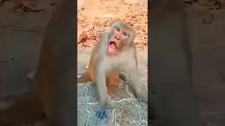 cute crane 🦤💞 & monkey 🐒 funny 🤣#funnyvideos #crane #monkey #viral #video #funny #shorts #yt