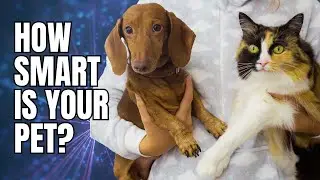 Discover the Intelligence of Your Pet - How Smart Are Your Cats and Dogs?