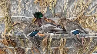 2026 Washington Veteran Duck Hunt | The Fallen Outdoors | Mallard Action in West WA
