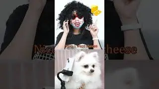 From 🇷🇺 to 🇺🇦! #cutepetdebutplan #Pomeranian #confusingbehavior #cat #funny  #catlounge