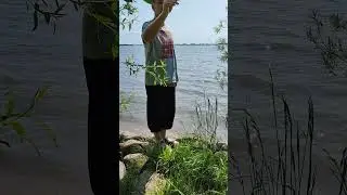 На реке Эльба цветёт ива, вся в пуху!