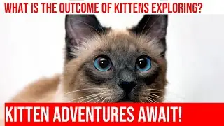 Kittens' Adorable First Steps: Exploring the Great Outdoors