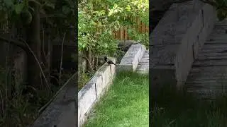 Birds brings Joy #birdwatching #garden #birdlovers #birdsounds #youtube #shortsfeed #birds #uk