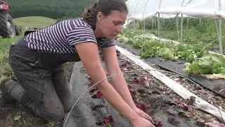 Falkland Kitchen Farm &ndash; From Seed to Plate