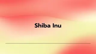 Shiba Inu