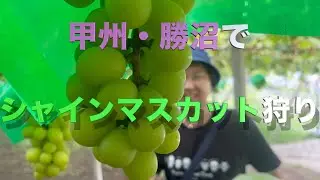 ルームシェア中の友人と勝沼の理想園さんでシャインマスカット食べ放題した結果がやばすぎたwww