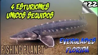 Fishing Planet #22 - Everglades / Florida - ESTURION UNICO TROFEO - Farmeo dinero y Exp - Espa&ntilde;ol hd